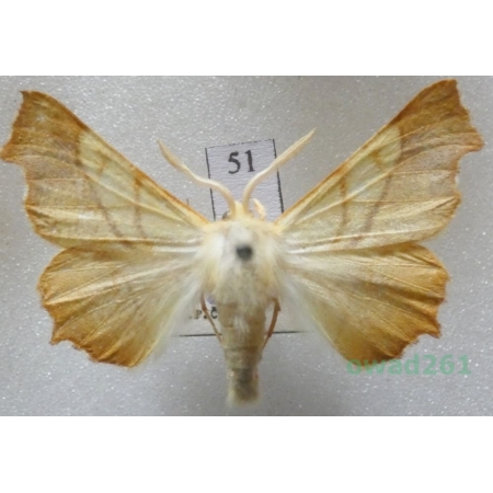 Ennomos fuscantaria (Haworth, 1809) male Latalec najesioniak Czech51